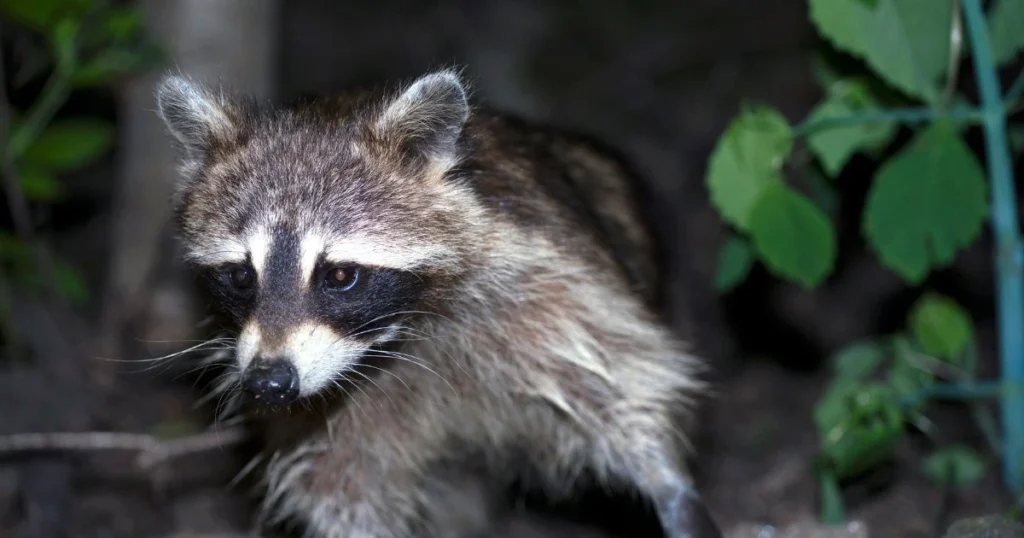 how good is a raccoons eyesight
