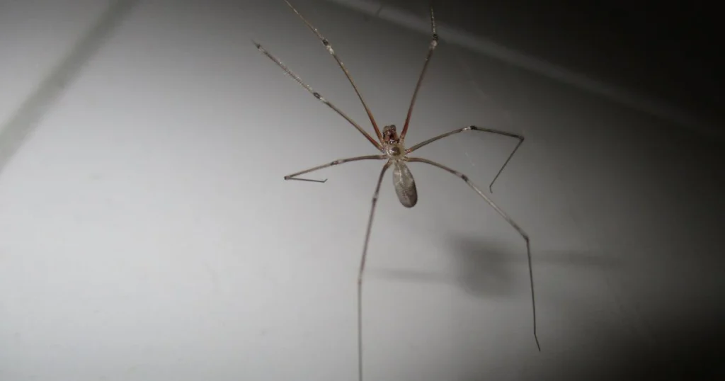 how to keep spiders out of your garage
