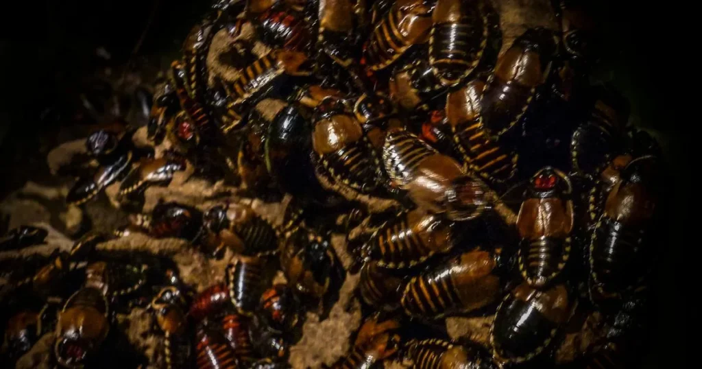 why are there suddenly so many cockroaches in my house
