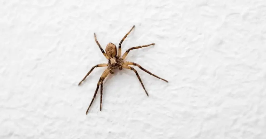 are common house spiders dangerous