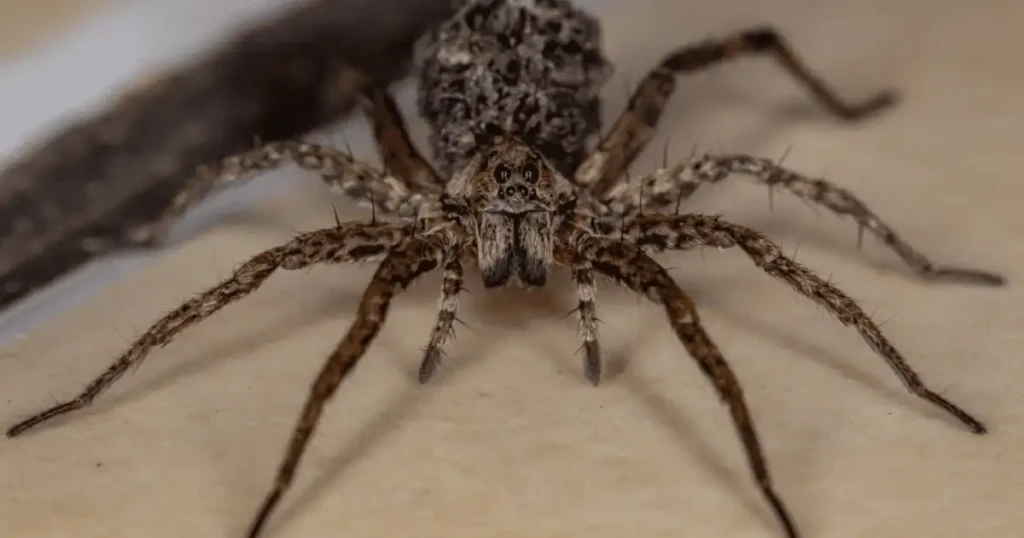 are giant house spiders dangerous