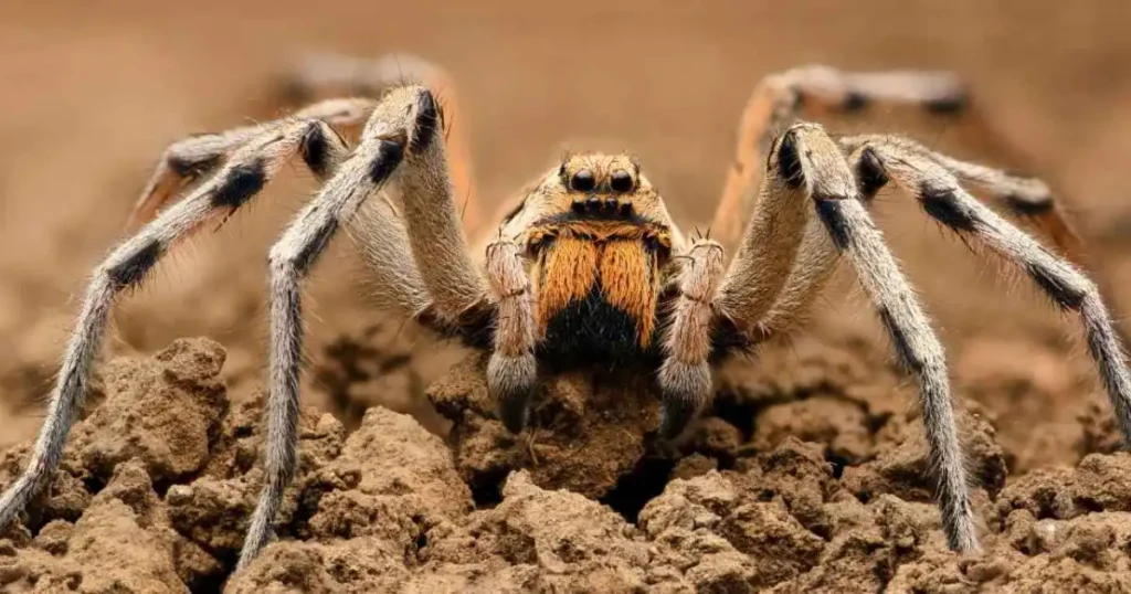 how to deter wolf spiders