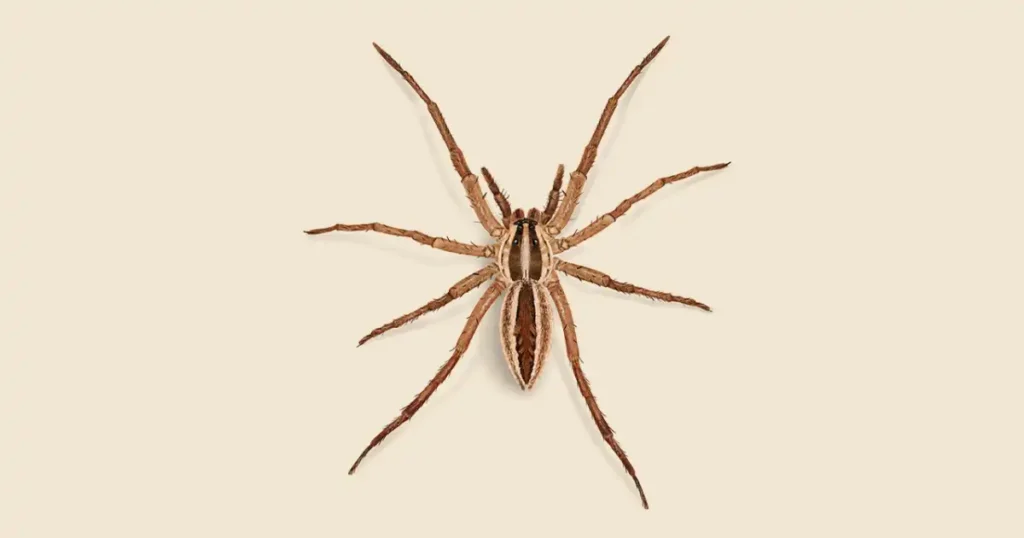 how to keep wolf spiders out of your house