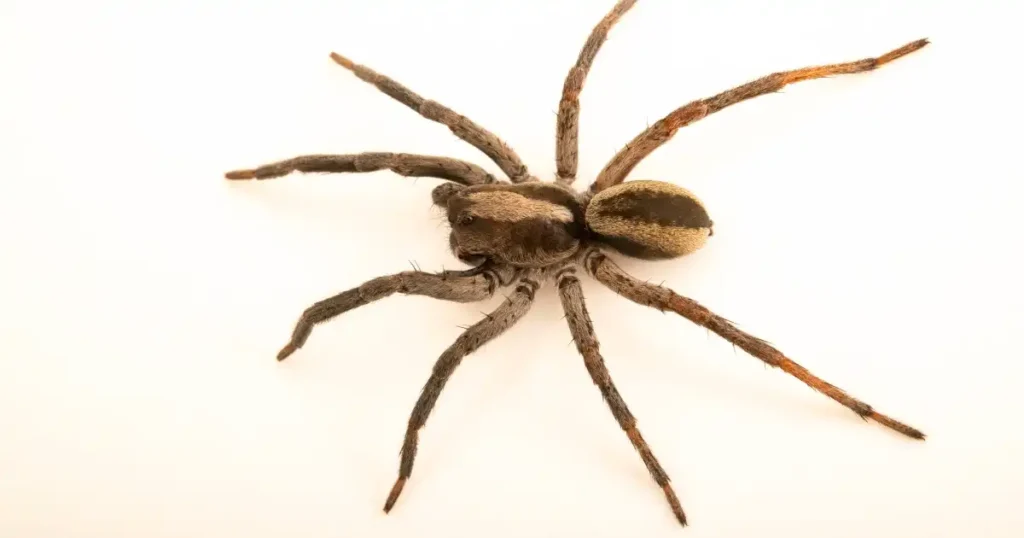 how to prevent wolf spiders