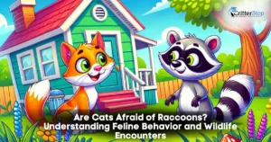 are cats afraid of raccoons