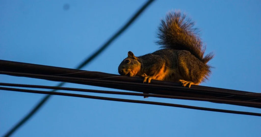 can squirrels get electrocuted on power lines
