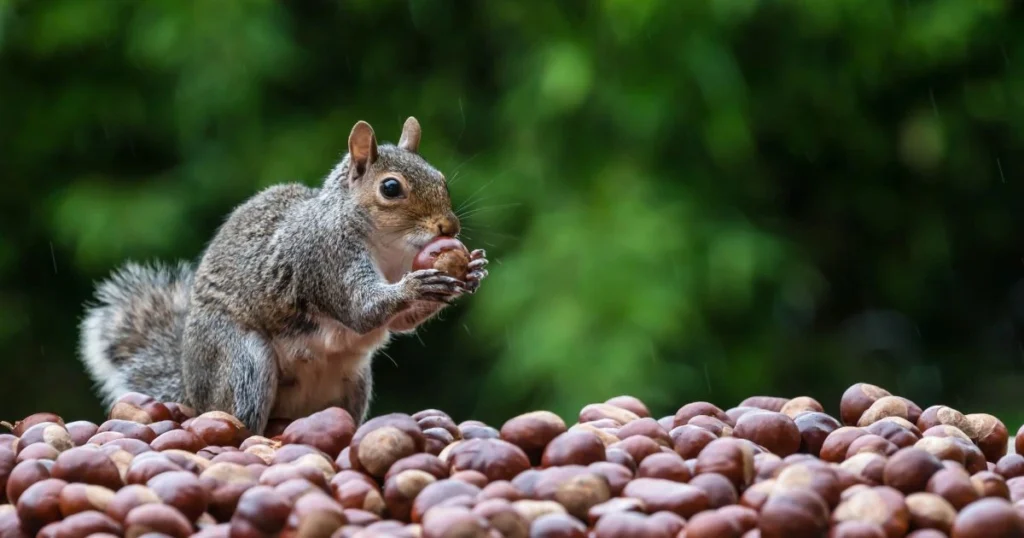 can squirrels smell humans
