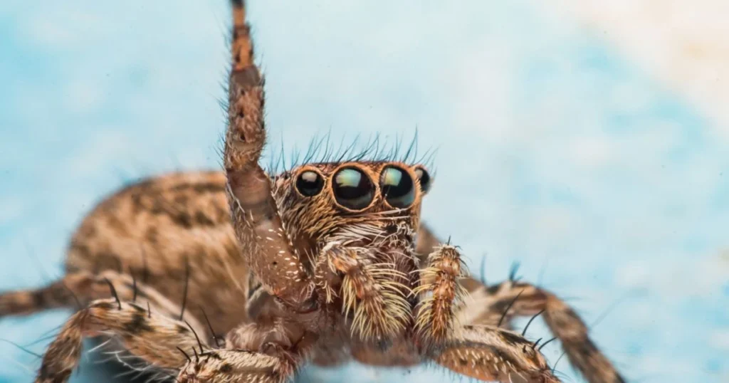 how to keep jumping spiders as pets
