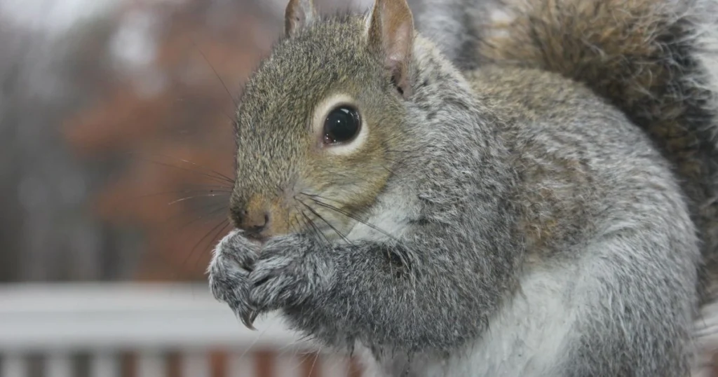 how to keep squirrels off patio furniture
