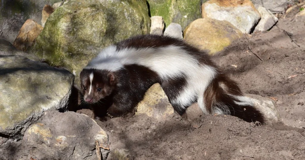 skunk under deck
