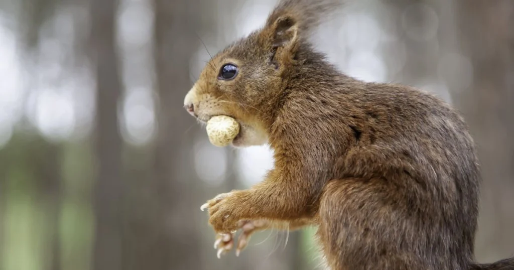 how far away can squirrels smell nuts
