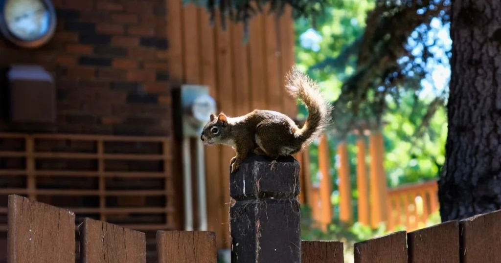 how to keep squirrels from digging in newly planted grass
