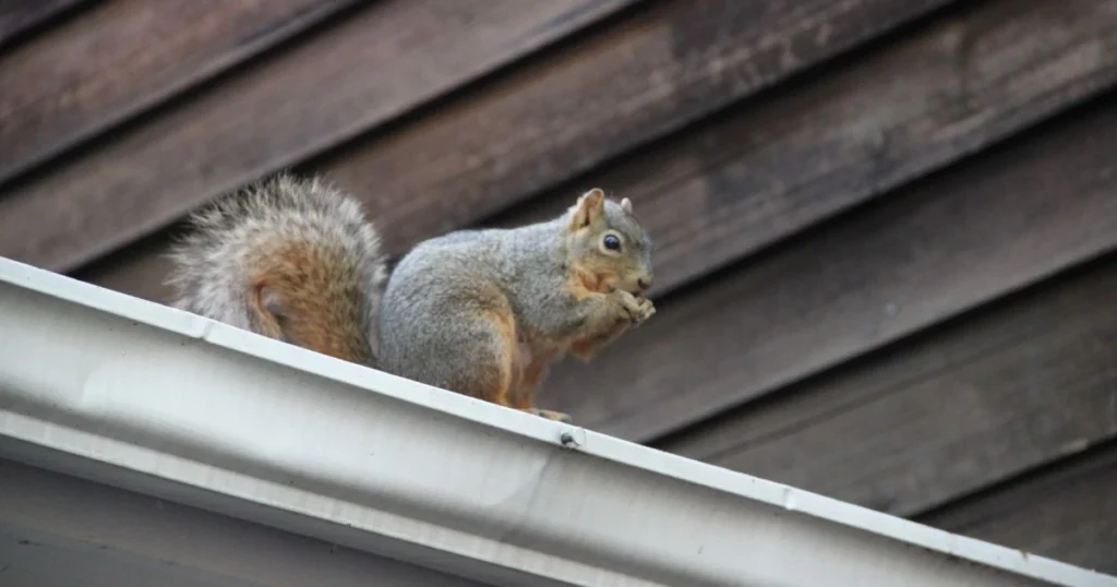 how to stop squirrels from destroying patio furniture
