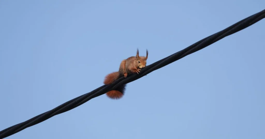 can squirrels get electrocuted on power lines
