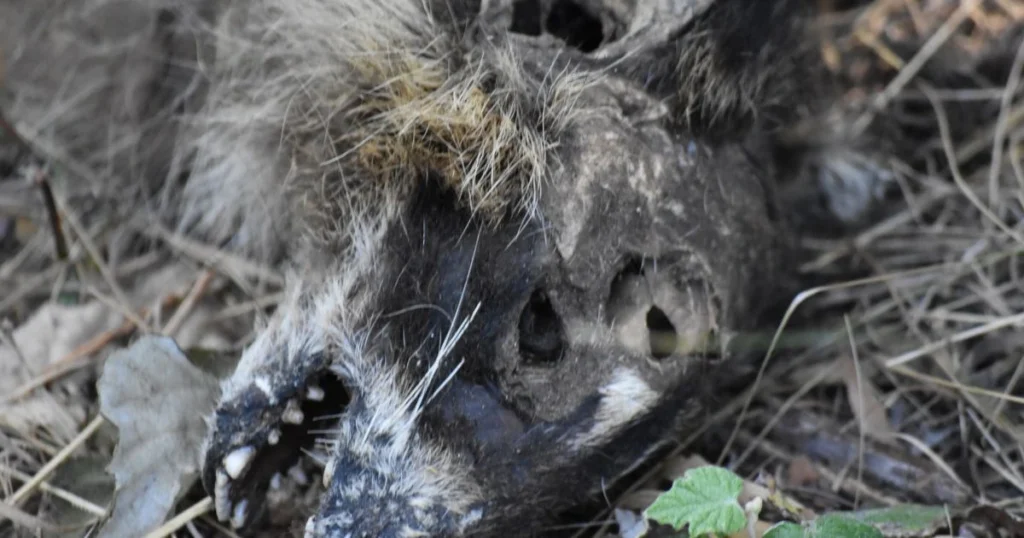 dead animal under house removal
