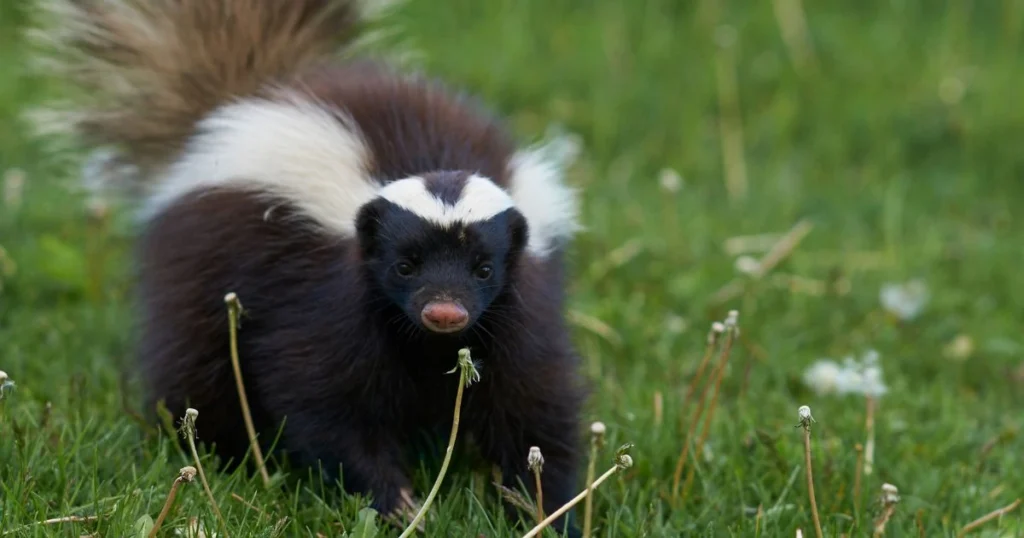 skunk digging up lawn
