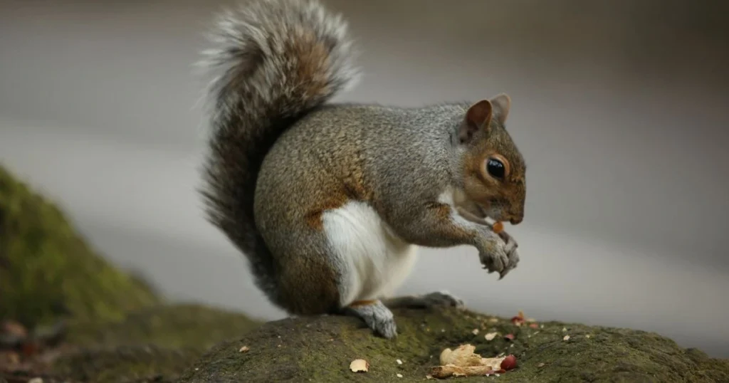 can squirrels smell humans
