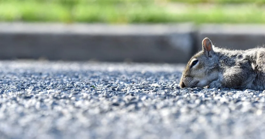 how to remove dead animal from yard
