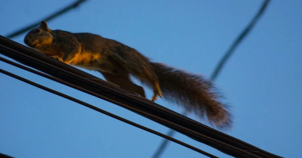 how can squirrels walk on power lines