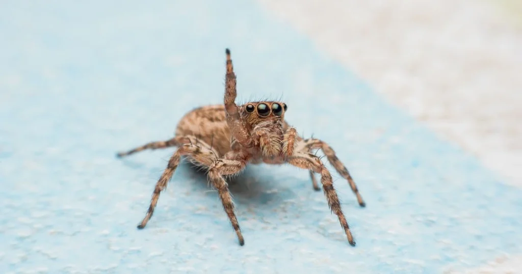 how to keep jumping spiders as pets
