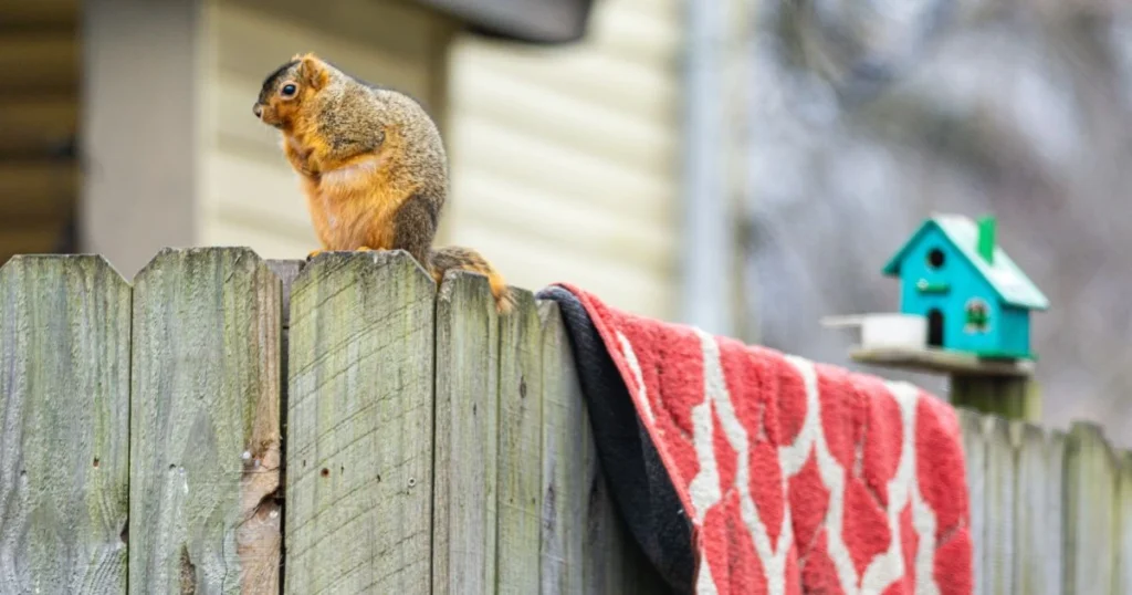 how to keep squirrels out of pear trees
