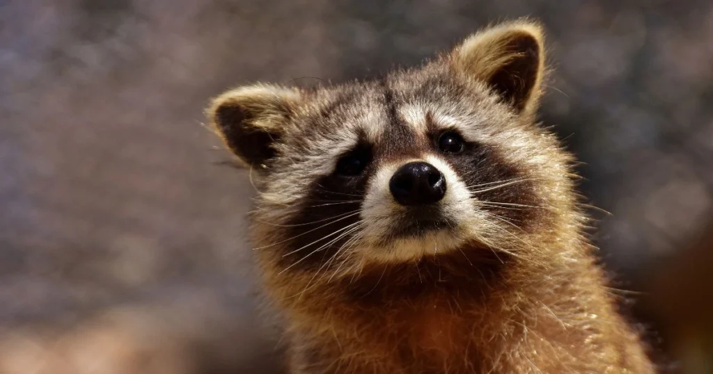 light colored raccoons
