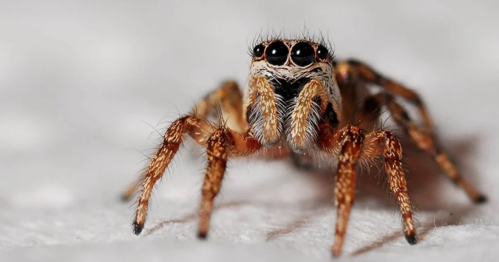 bathroom spiders
