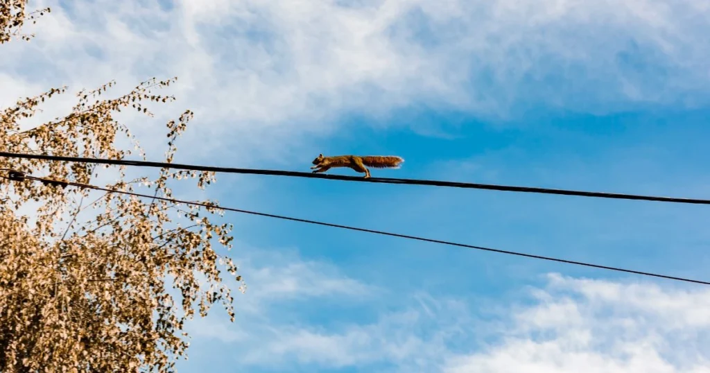 can squirrels get electrocuted on power lines
