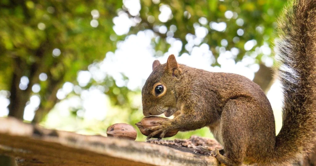 can squirrels smell peanut butter
