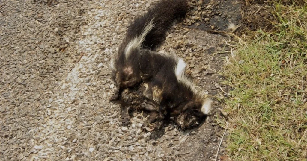 dead animal under house removal
