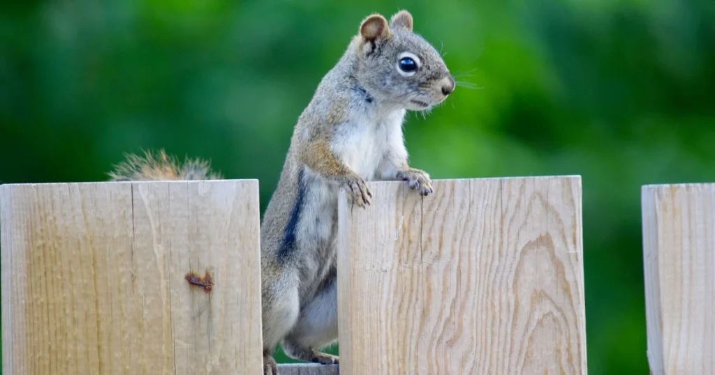 how to keep squirrels away from strawberries
