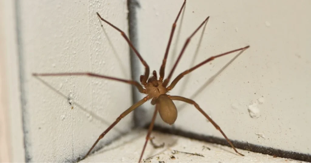 why are there spiders in my bathroom
