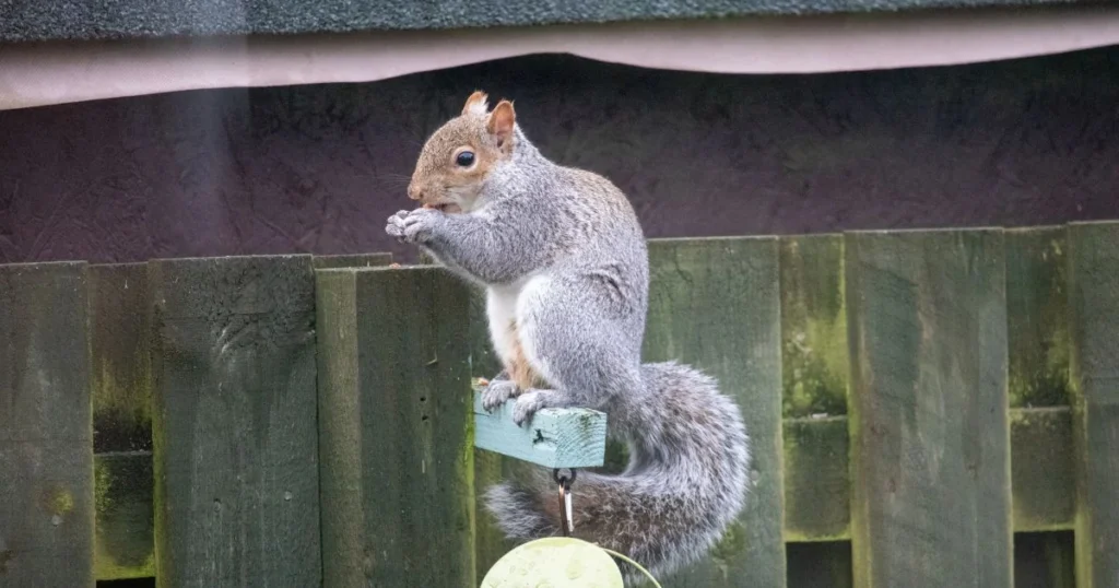 how to keep squirrels from chewing on patio furniture
