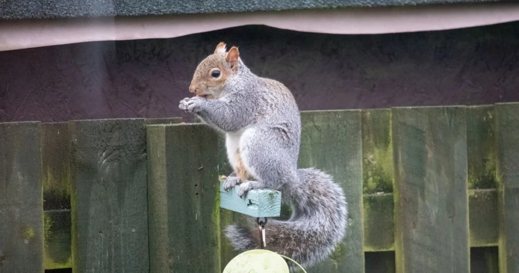 fencing to keep squirrels out of garden
