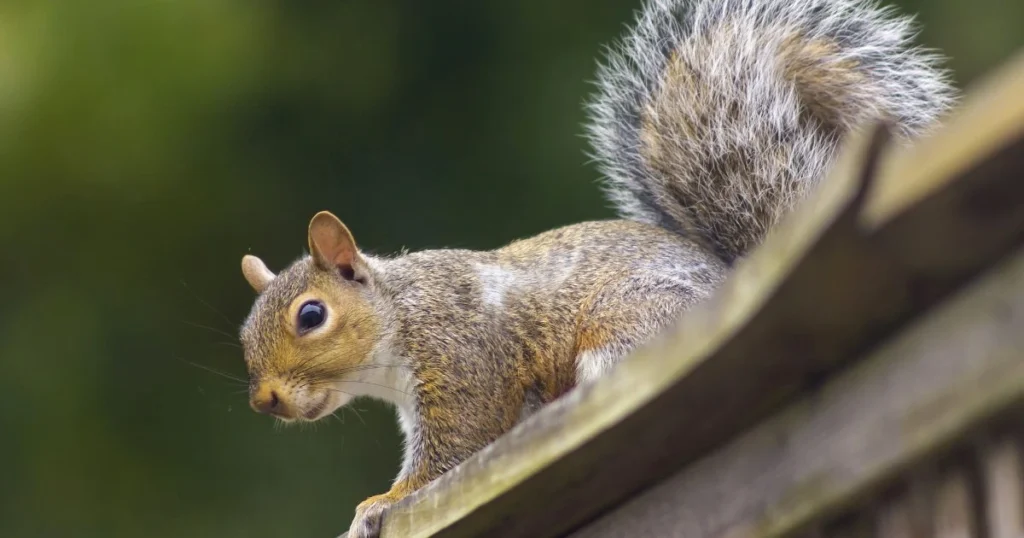 how to keep squirrels off patio furniture
