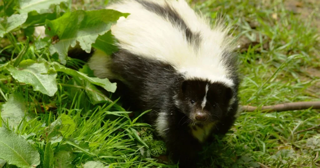 skunk under my house
