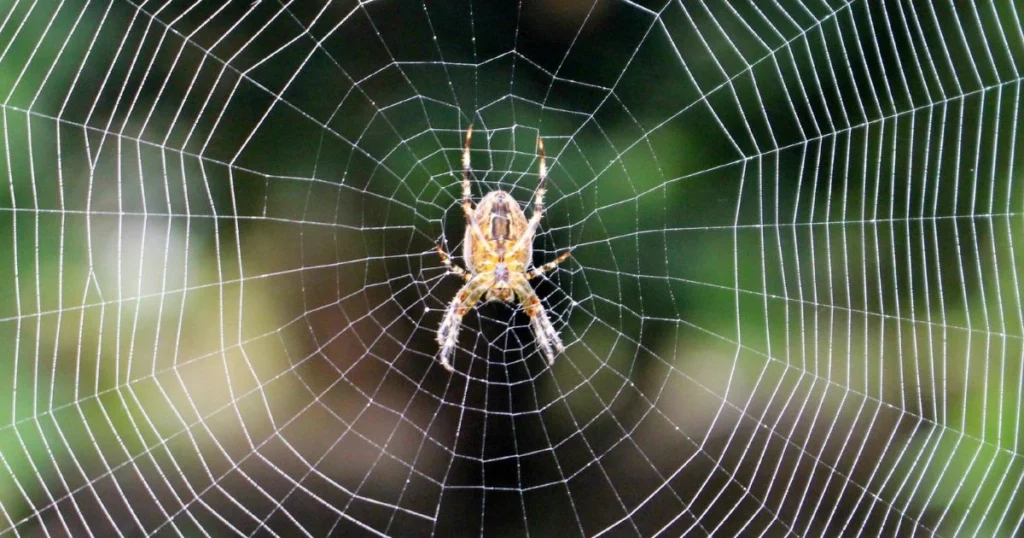 spider web removal
