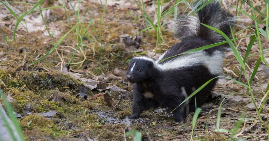 skunk outside my house
