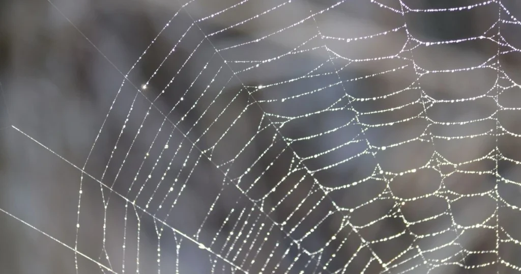 diy spider web removal spray
