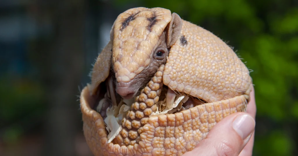 Armadillo and Dogs Texas