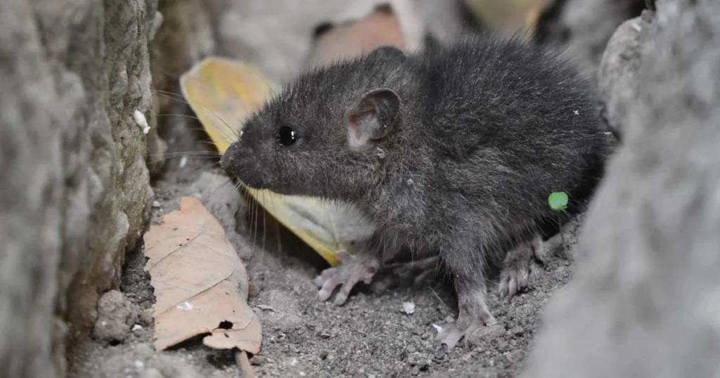 Can mice chew through wood