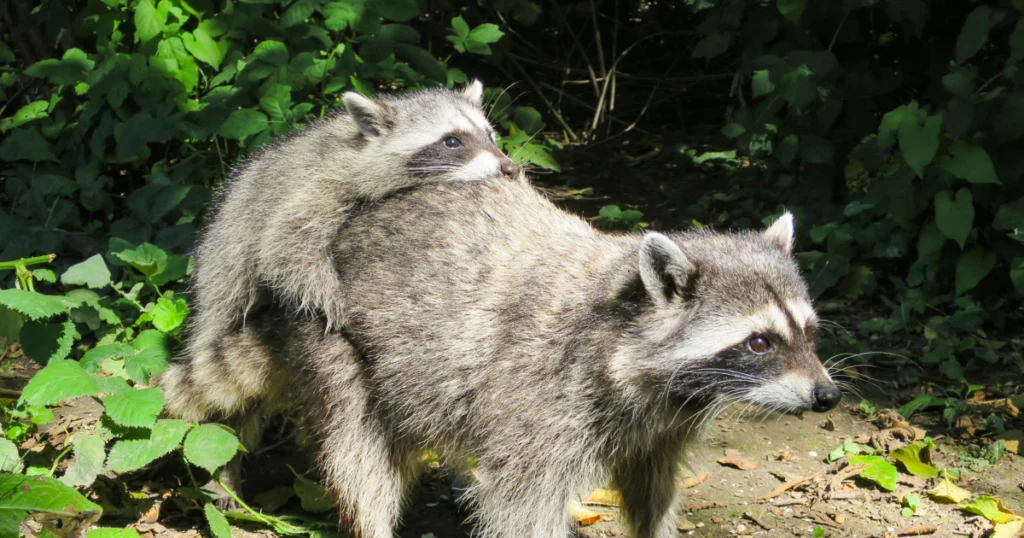 Do Raccoons Carry Their Babies On Their Back