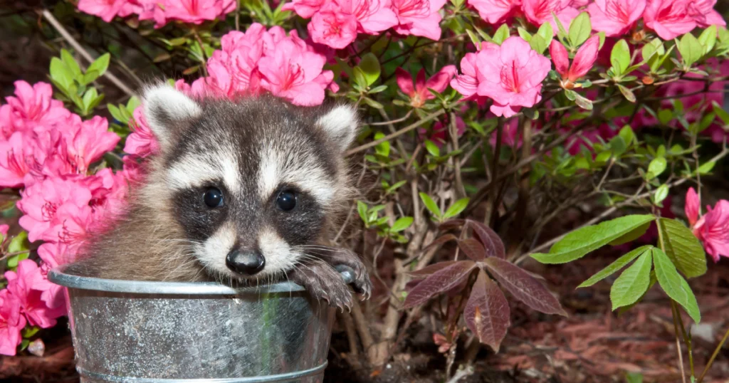 Do Raccoons Leave Their Babies