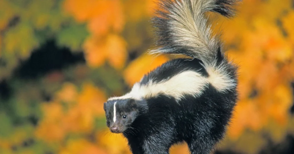 Is seeing a skunk good luck