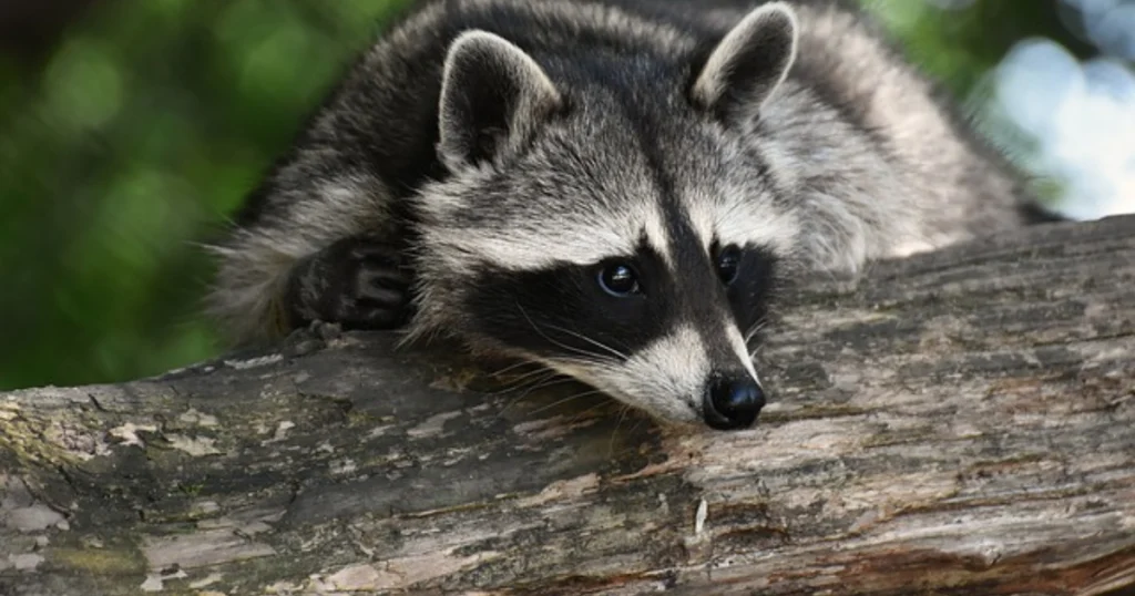 Male Raccoons and Baby Raccoon Texas