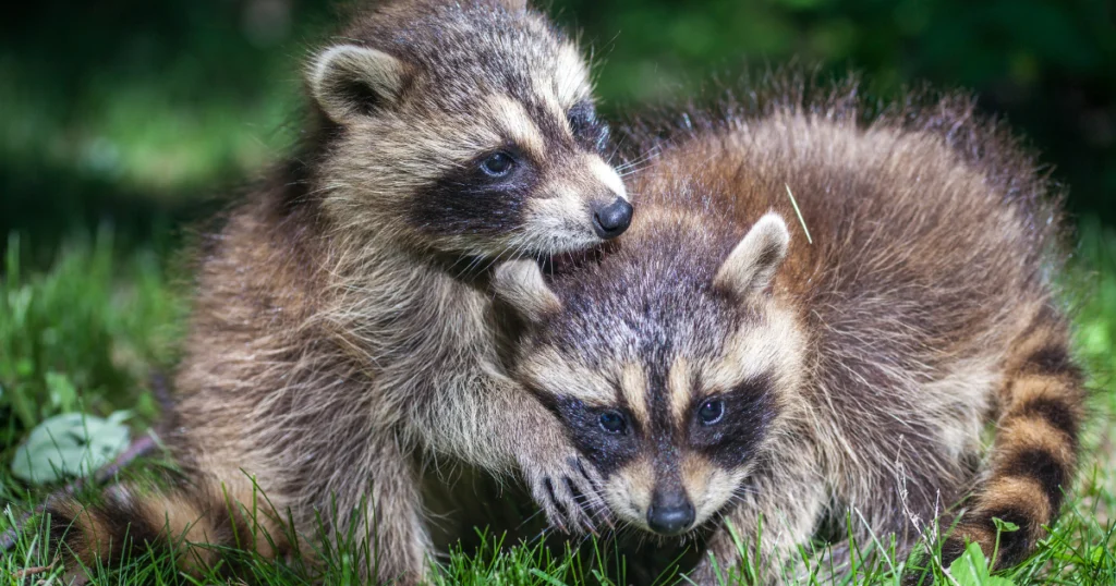 Male Raccoons and Their Babies