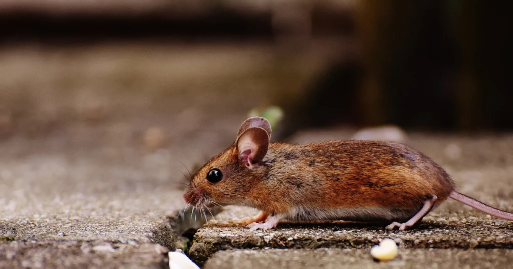 Mice chewing through wood