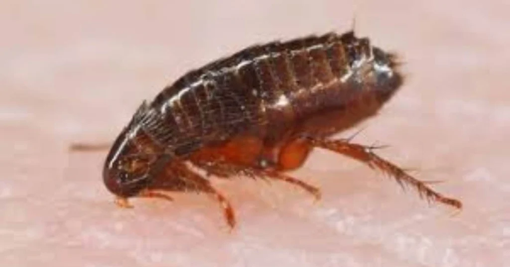 Flea Spray for House Safe for Humans