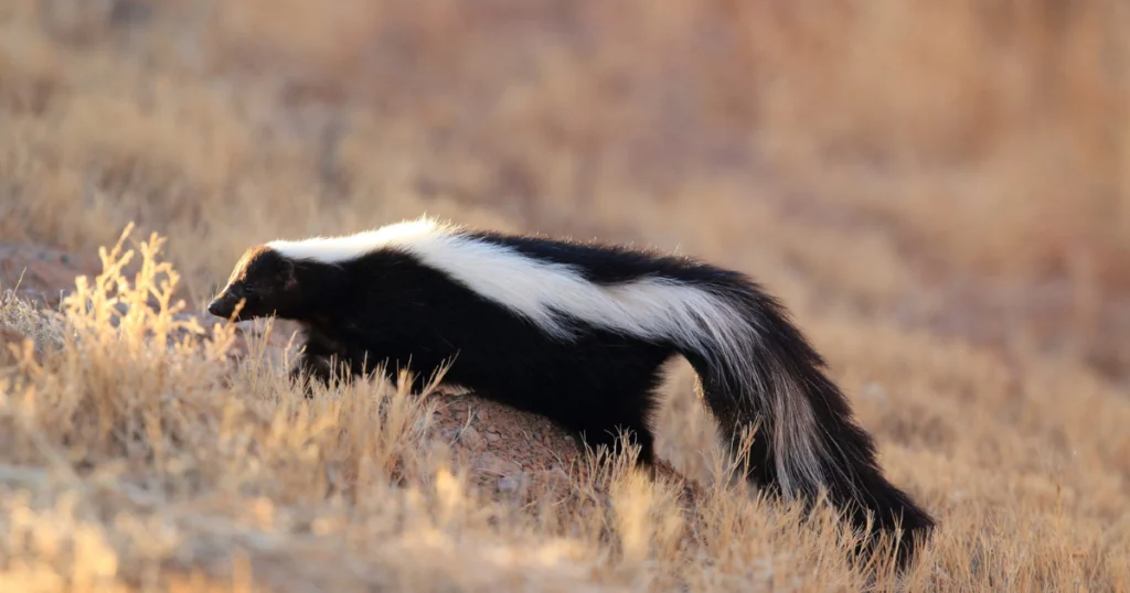 Seeing a Skunk Meaning Texas