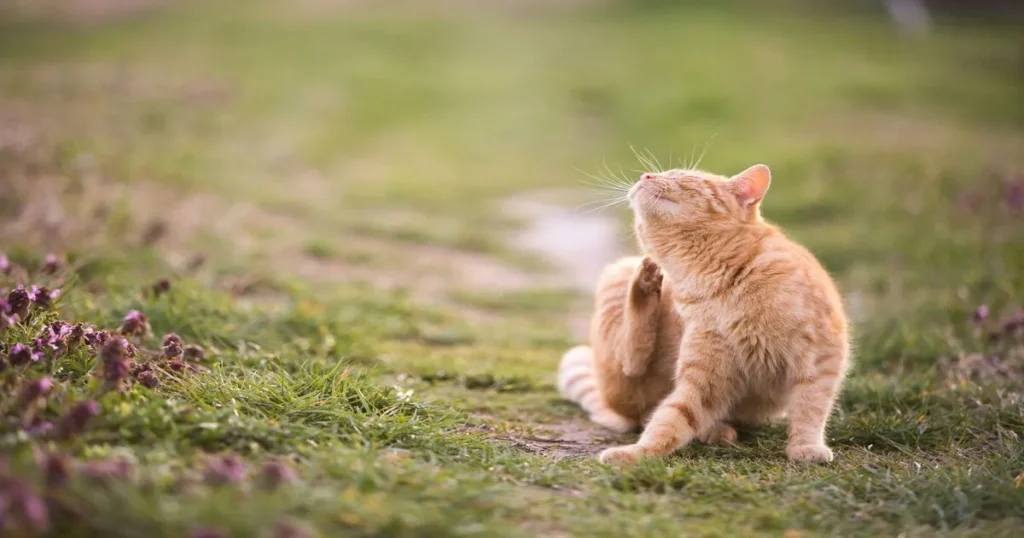 How to get rid of fleas in cats